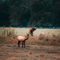 deer in the woods