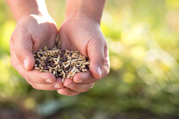 Planting season. Hands holding  seeds.