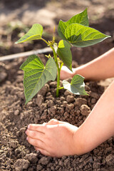 Planting seson begun. Planting sweet potato. little hands with plant.