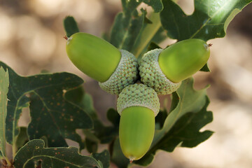 Fresh and young acorn on the tree