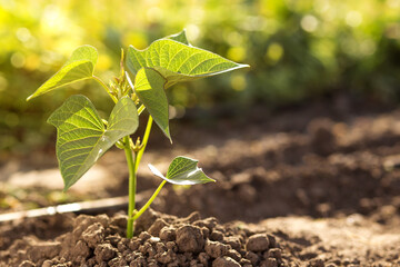 Planting new young plant. New generation. Farm with drip irrigation.
