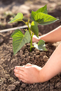 Planting seson begun. Planting sweet potato. little hands with plant.