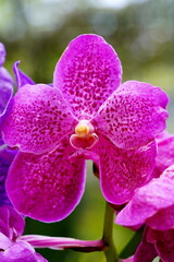 A closeup of a purple orchid.