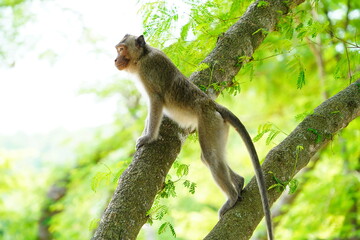 monkey is sitting in the branches of a tree.