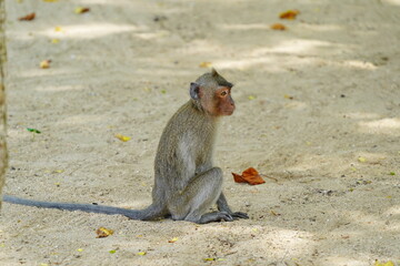 Macaque monkey is sitting on the sand.