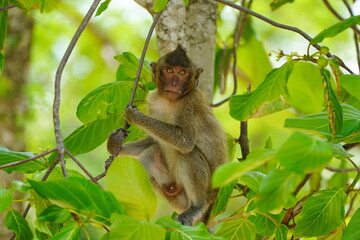 monkey is sitting in the branches of a tree.