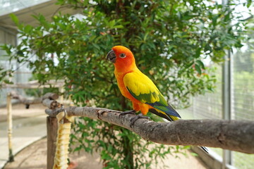 Solar arathinga sits on a branch.