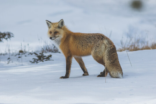 Red Fox in Hayden Vally,Yellowstone National Park
