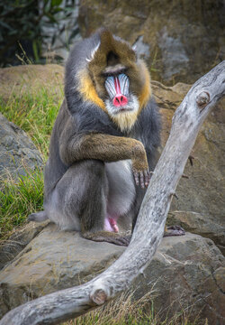 mandrill