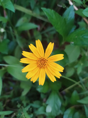 closeup of yellow flower with green leaves
