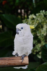 A large white cockatoo parrot sits on a stick.