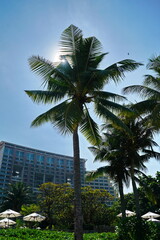 Fototapeta na wymiar Palm tree against the blue sky and the sun shines through its leaves.