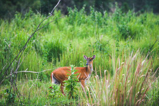 Barking deer