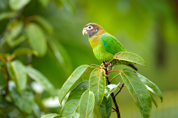 The brown-hooded parrot (Pyrilia haematotis) is a small parrot which is a resident breeding species from southeastern Mexico to north-western Colombia.