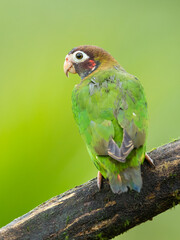 The brown-hooded parrot (Pyrilia haematotis) is a small parrot which is a resident breeding species from southeastern Mexico to north-western Colombia.