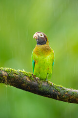 The brown-hooded parrot (Pyrilia haematotis) is a small parrot which is a resident breeding species from southeastern Mexico to north-western Colombia.