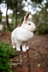 white rabbit on the footpath 