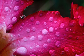 Water drop macro, Water droplets close up on azalea flower in Rainy season, Red pink flowers, Sabi star, kudu, Azalea, Impala lily, Adenium, obesum, Tropical Plants, 