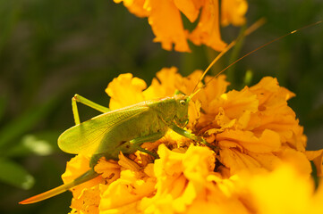 Green grasshopper on orange flower at solar day by summer