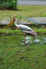 African beak stands near the water in the zoo of Pattaya city.