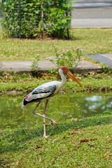 African beak stands near the water in the zoo of Pattaya city.