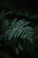 fern leaves in the forest
