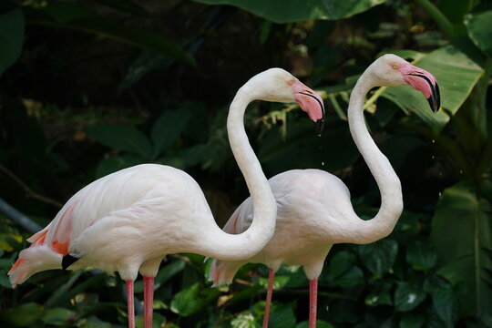 Pink flamingos in the zoo of the city of Pattaya.