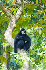 Black gibbon sits on a tree branch.