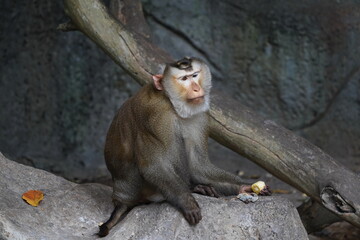 Macaque in the zoo of the city of Pattaya.