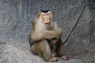 Macaque in the zoo of the city of Pattaya.