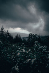 clouds over the forest