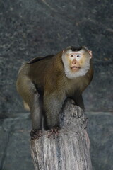 Macaque in the zoo of the city of Pattaya.