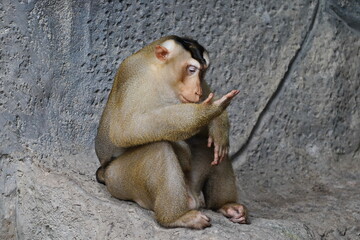 Macaque in the zoo of the city of Pattaya.