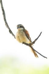 Obraz premium Burmese Shrike perching on a tree branch isolated on white background