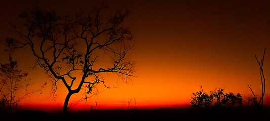 tree in sunset