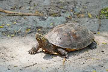 Turtle with yellow stripes on the head.