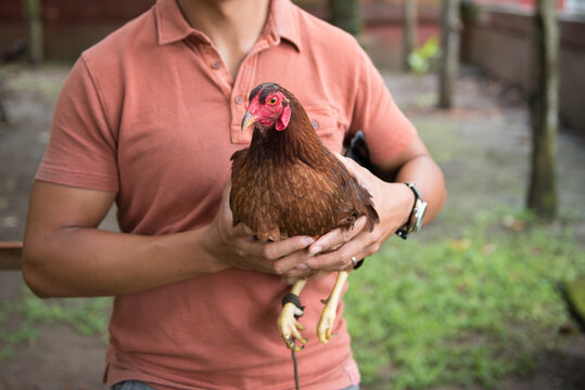 anonymous man holds a rooster