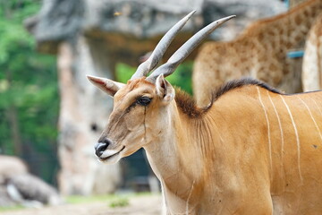 Antelope, Big Kudu at the Pattaya City Zoo.