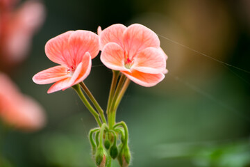 Naklejka premium flower, sikkim flower, garden, bloom, blossom, spider web