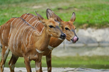 Nyala antelope in the zoo of Pattaya city.