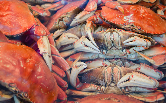 Stacked fresh Dungeness crabs