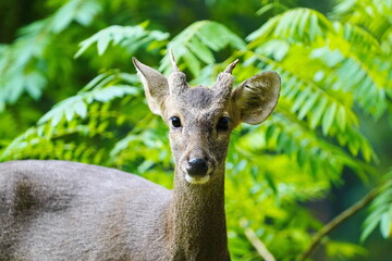 Sambar deer in the zoo of the city of Pattaya.