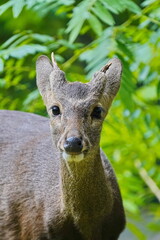 Sambar deer in the zoo of the city of Pattaya.