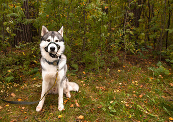 Handsome male Siberian Husky dog with sand covered halter against traction. Horizontal portrait...