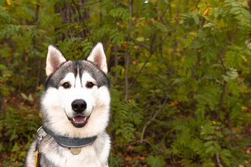 Portrait of a cheerful gray Siberian husky who sits against a background of green grass to the camera. Dog on natural background.