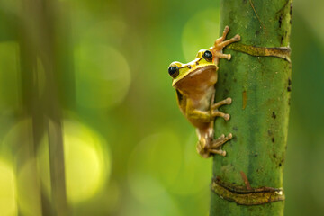 New Granada cross-banded tree frog (Smilisca phaeota, also known as the masked tree frog) is a species of frog in the family Hylidae found in Colombia, Costa Rica, Ecuador, Honduras, Nicaragua