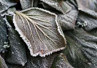 Frozen leaves