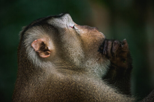 Monkey thinking