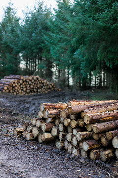 Forestry station in the forest,with freshly felled and stacked tree trunks.