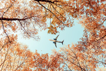 Passenger airplane flying between autumn maple trees in the forest. bottom view. - 379931772